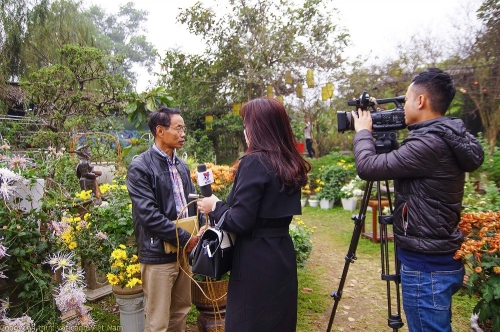 TH Thông Tấn (VNews) đưa tin về vườn cúc quý của ông Đào Mạnh Hùng